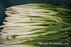 家禽初加工产品选购指南——从第12页看品质与工艺