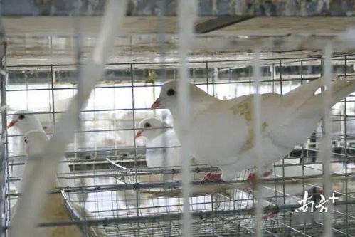 揭秘 紫金肉鸽如何飞上大湾区餐桌 靠的是 家禽初加工