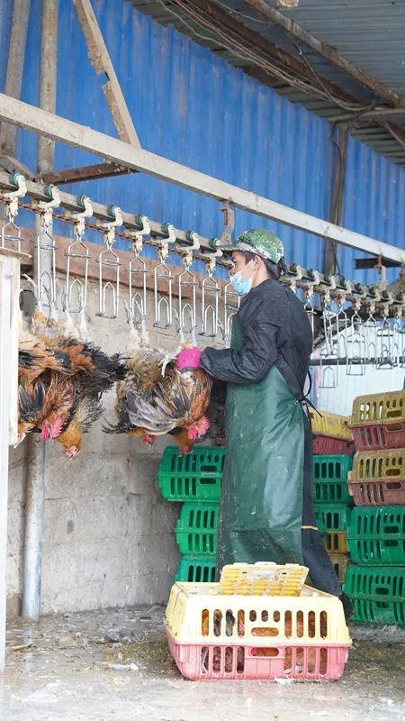 蒙自家禽屠宰加工新规 集中屠宰开启初加工新阶段