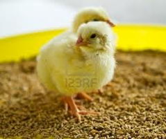 家禽饲料加工工艺对饲料水分的影响