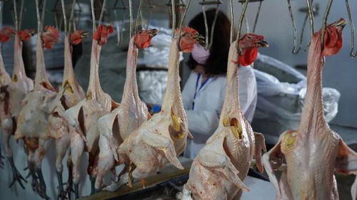 蒙自恢复家禽集中屠宰新规 保障安全，禁止现买现杀