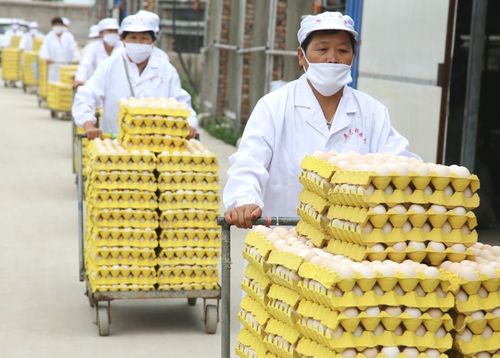 家禽初加工 从养殖场到餐桌的关键环节