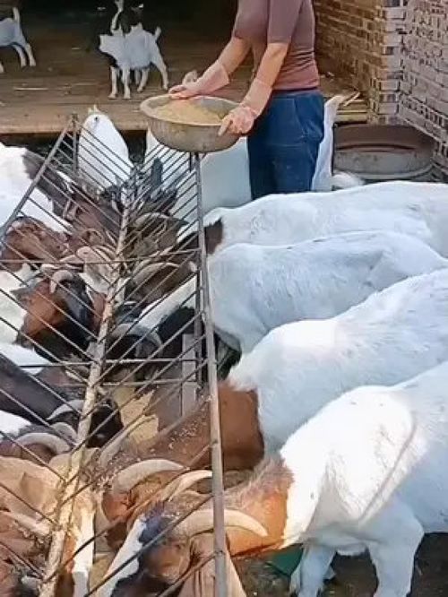 家禽水产双提升 养殖育肥与初加工实用指南