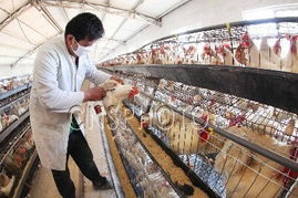 江苏赣榆家禽养殖业复苏 初加工产业链助力产业升级